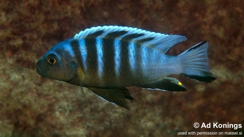 Maylandia sp. 'kingsizei masimbwe' Masimbwe Island